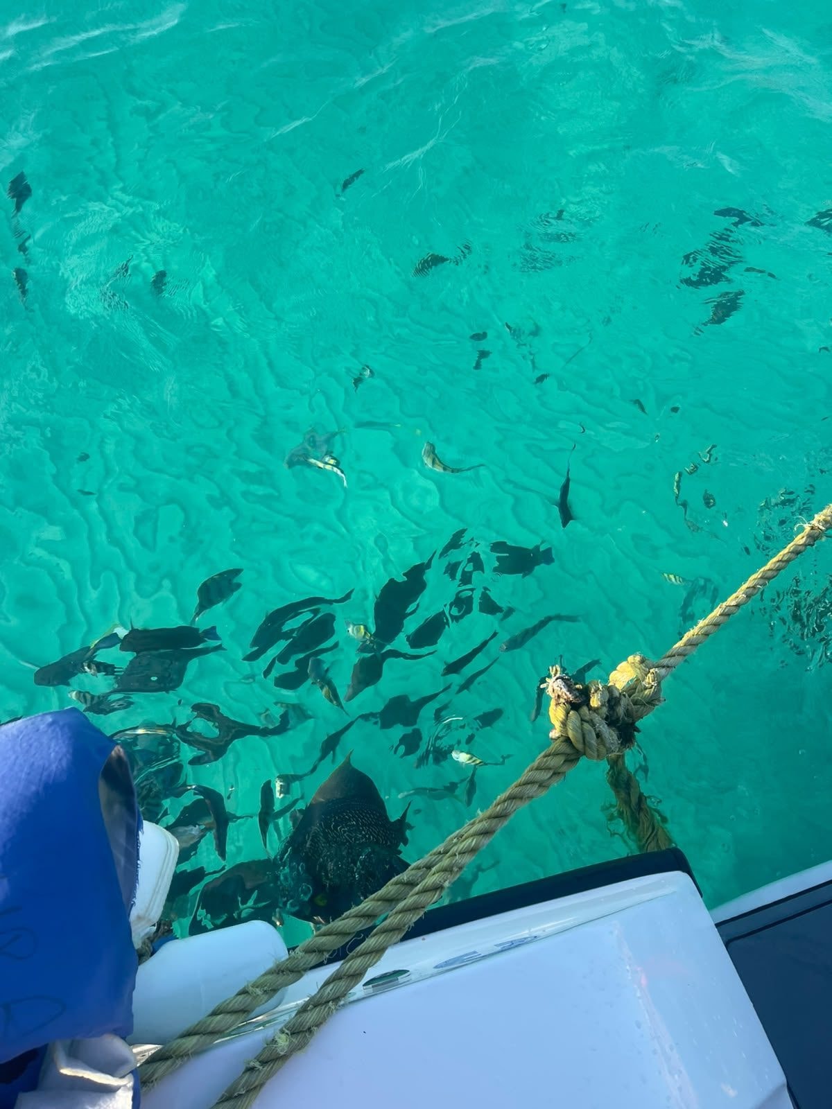 Tropical fish swimming under the boat at a snorkel stop
