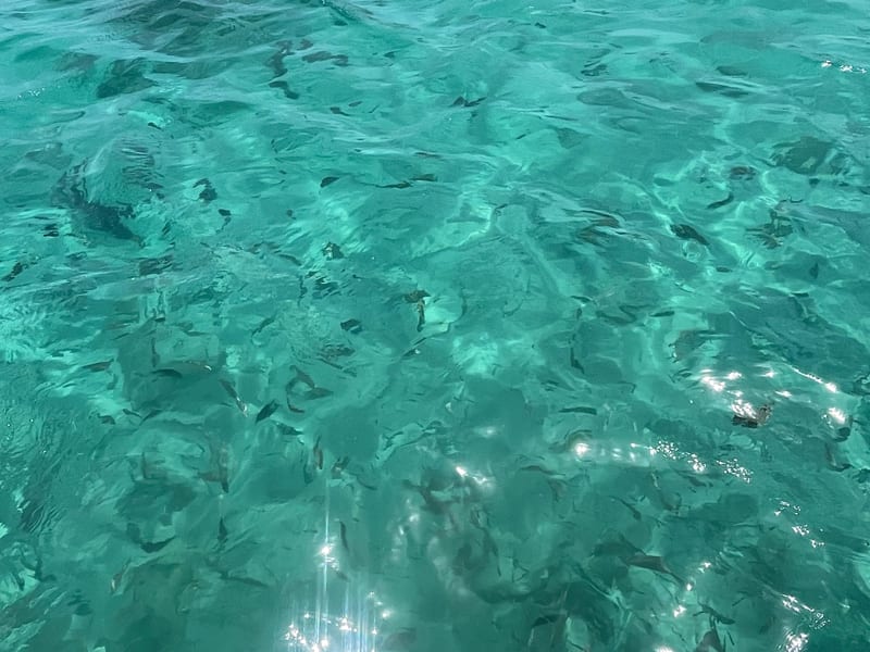 Clear turquoise water with tropical fish at a snorkel spot in Aruba